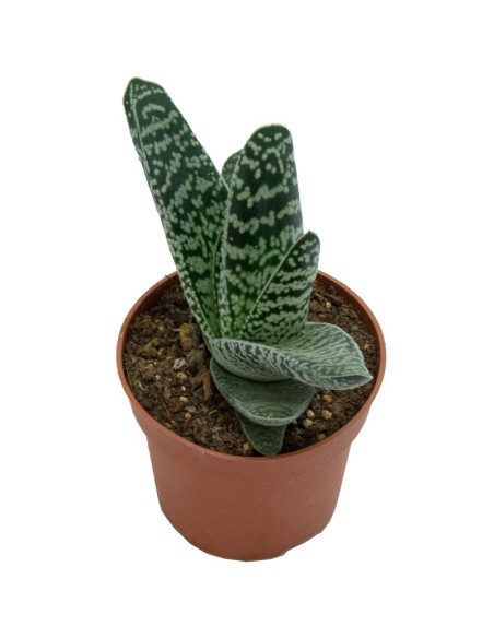 Cactus Haworthia