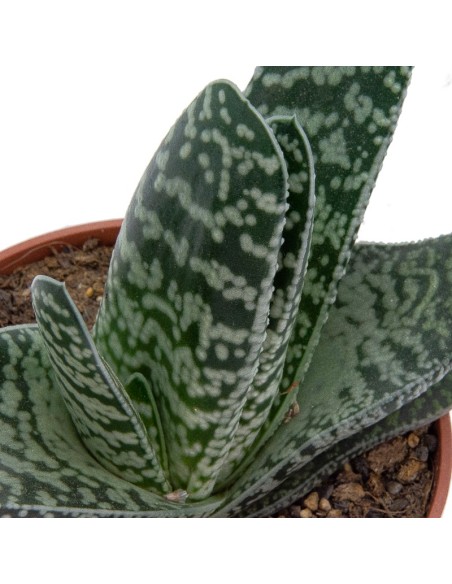 Gasteria disticha (maceta 12 cm ø)