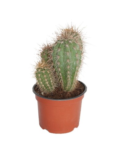 Pachycereus Pringlei (maceta 13 cm ø)
