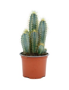 Pilosocereus Azureocereus
