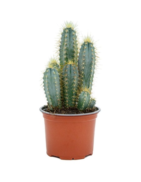 Pilosocereus Azureocereus