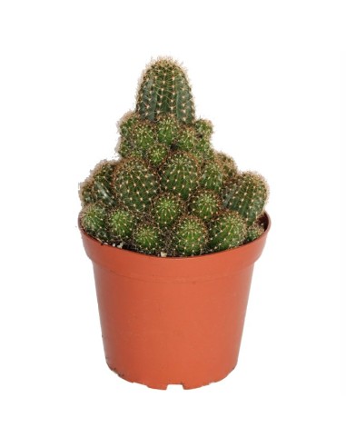 Rebutia Nigrispina (maceta 12 cm ø)