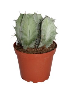 Ritterocereus Pruinosus