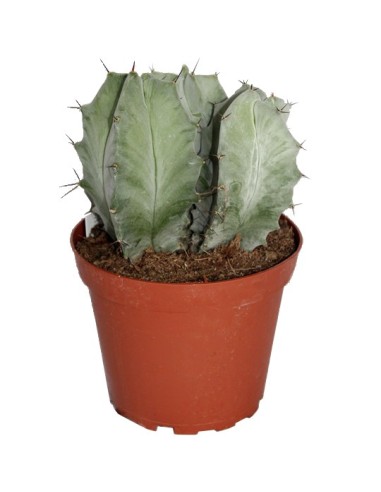 Ritterocereus Pruinosus