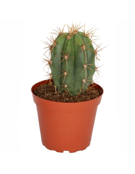 Trichocereus Pasacana