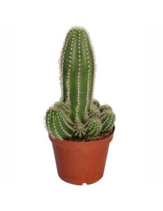 Trichocereus Huascha