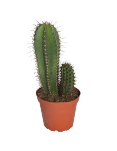 Sternocereus Thurberi 