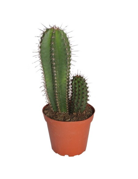 Stenocereus Thurberi 