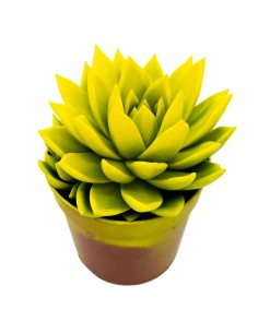 Echeveria puntas amarillas (maceta 12 cm ø)