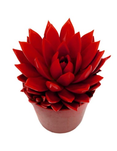 Echeveria puntas rojas (maceta 12 cm ø)