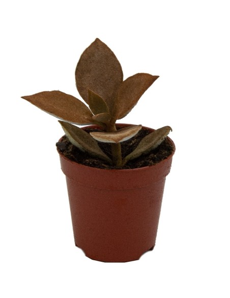 kalanchoe orgyalis