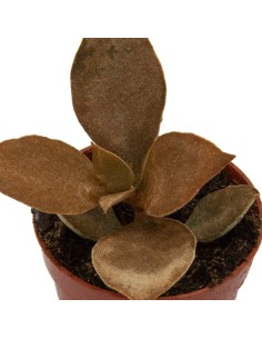 kalanchoe orgyalis 2