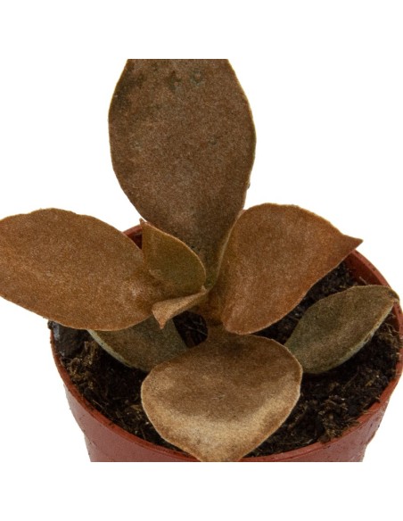 kalanchoe orgyalis
