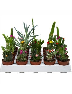 Fleur Variée de Cactus et Succulentes (pot 5,5 cm ø).