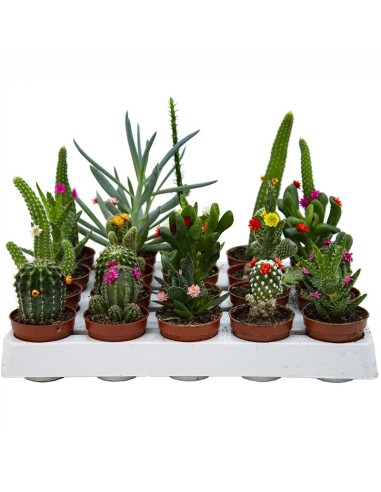 Compre Cacto e suculenta flor (vaso 5,5 cm ø) em Germigarden