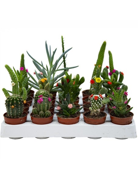 Compre Cacto e suculenta flor (vaso 5,5 cm ø) em Germigarden