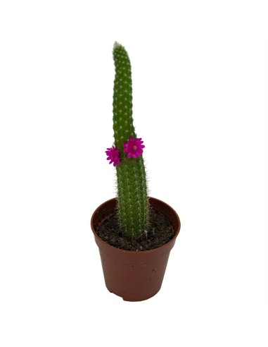 Cactus i crassa flor variat (test 5,5 cm ø)
