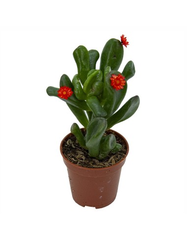 Cactus i crassa flor variat (test 5,5 cm ø)