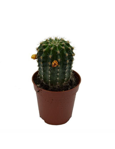 Fleur Variée de Cactus et Succulentes (pot 5,5 cm ø).