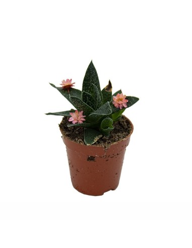 Cactus y crasa flor variado (maceta 5,5 cm ø)