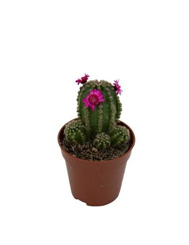 Compre Cacto e suculenta flor (vaso 5,5 cm ø) em Germigarden