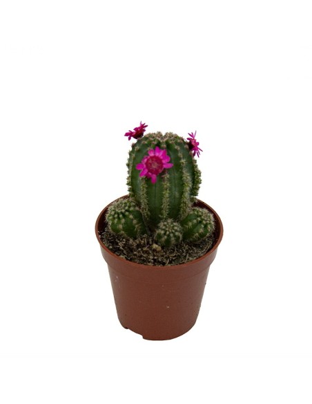 Cactus i crassa flor variat (test 5,5 cm ø)