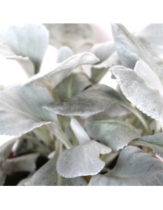 Pittosporum (test 15 cm ø) 2