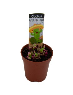 Cactus Haworthia