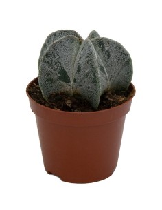 Cactus Haworthia