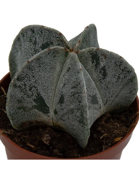 Astrophytum myriostigma (test 8,5 cm Ø)
