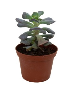 Cactus Haworthia