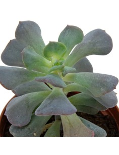 Cactus Haworthia 2