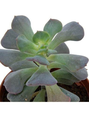 Echeveria runyonii (maceta 7,5 cm Ø)
