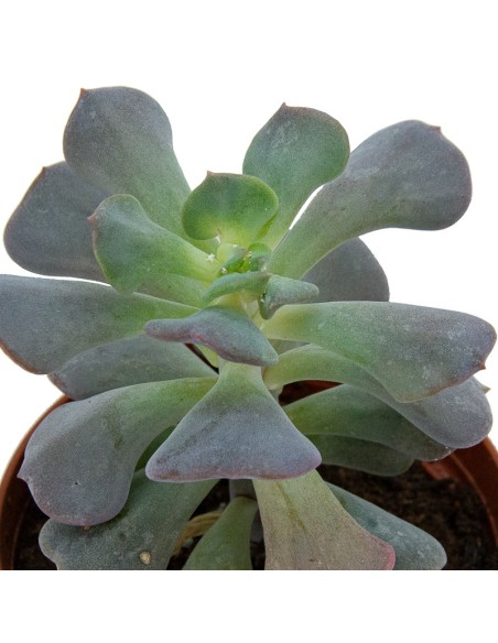 Cactus Haworthia