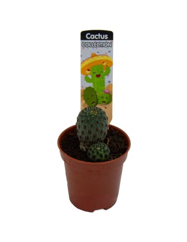 Sulcorebutia rauschii (maceta 5,5 cm Ø)