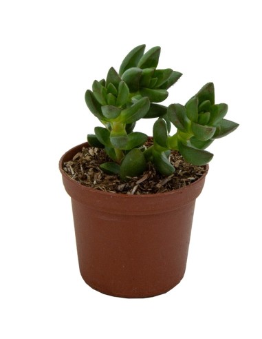 Crassula Springtime (maceta 5,5 cm Ø)