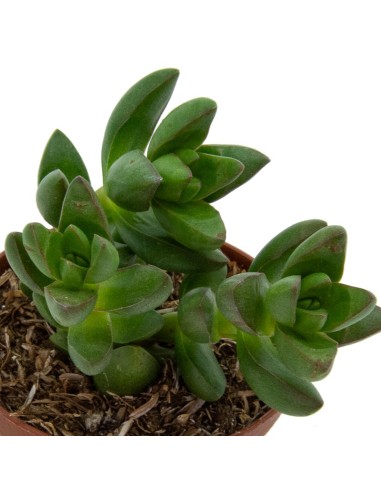 Crassula Springtime (maceta 5,5 cm Ø)