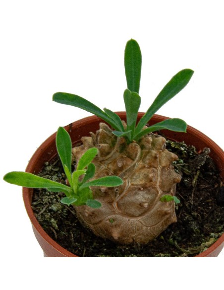 Euphorbia japonica (maceta 5,5 cm Ø)