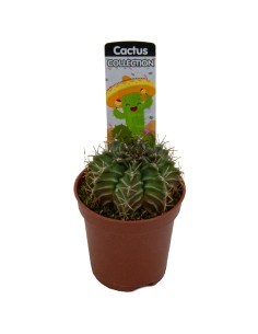 Gymnocalycium mihanovichii (maceta 5,5 cm Ø)
