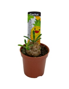 Euphorbia japonica (maceta 5,5 cm Ø)