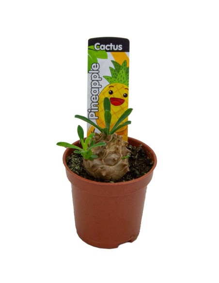 Euphorbia japonica (maceta 5,5 cm Ø)