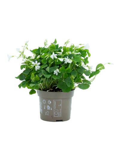Oaxalis triangularis verde  (vaso de 12 cm Ø)