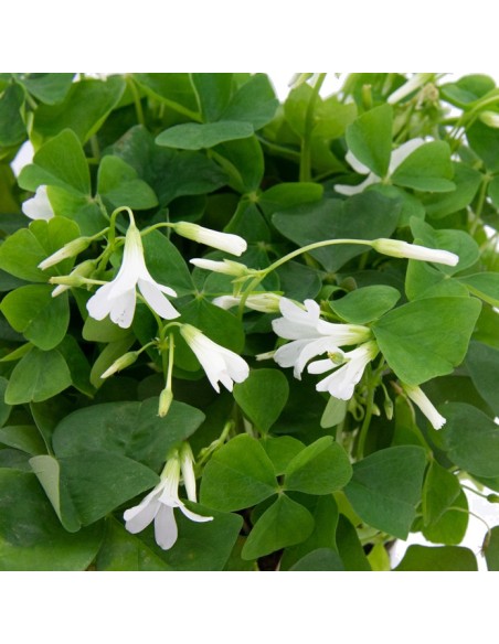 Oaxalis triangularis verde  (vaso de 12 cm Ø)