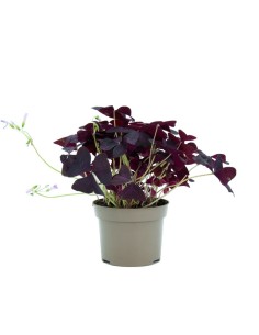 Oxalis trangularis verde (maceta 12 cm Ø)