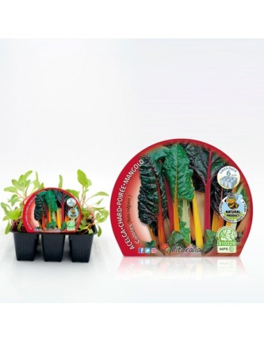 Planter bleda colors (6 unitats)