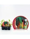 Planter bleda colors (6 unitats)