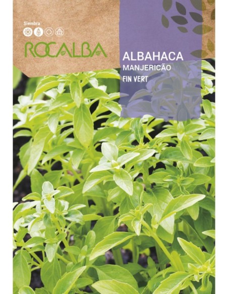 Semilla albahaca fina verde