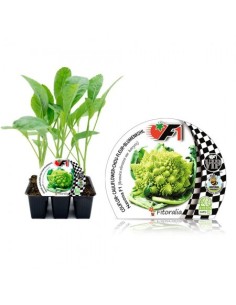 Planter bròquil Romanescu híbrid (6 unitats) 2