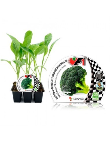 Planter bròquil verd híbrid (6 unitats)
