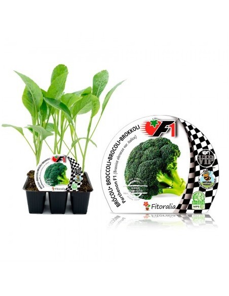 Planter bròquil verd híbrid (6 unitats)